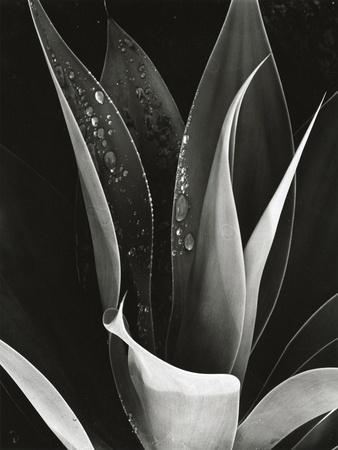 Agave, Paradise Park - Photographic Print, 12x16