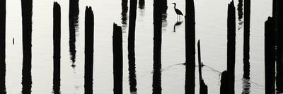 Astoria, Oregon - Photographic Print, 24x8
