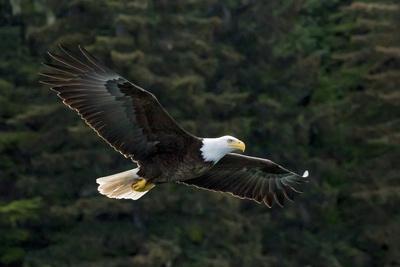 Bald Eagle, Glacier Bay National Park and Preserve, Alaska, USA - Photographic Print, 12x8