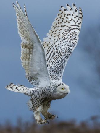 Bird of Prey - Photographic Print, 12x16