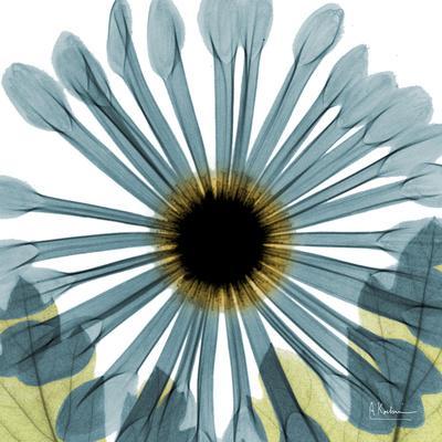 Chrysanthemum H68 - Premium Giclee Print, 16x16