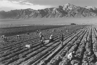 Farm, Farm Workers, Mt. Williamson in Background - Wall Art Print, 18x12