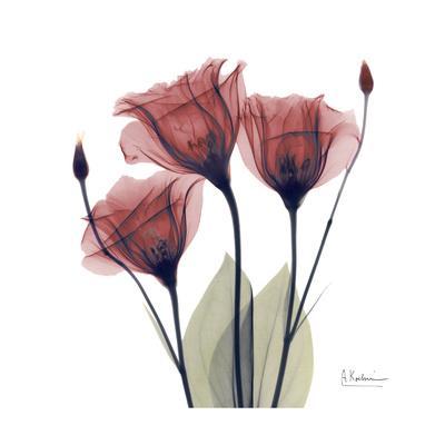 Gentian Trio in Red - Premium Giclee Print, 16x16
