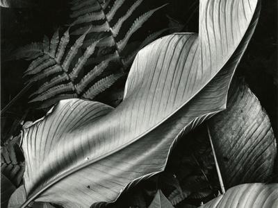 Leafs and Ferns, Hawaii, 1979 - Photographic Print, 12x9