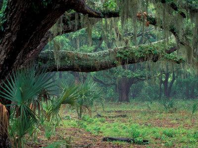 Live Oaks Covered in Spanish Moss and Ferns, Cumberland Island, Georgia, USA - Photographic Print, 12x9