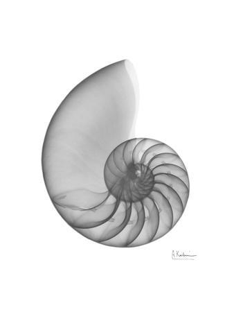 Nautilus Xray - Premium Giclee Print, 12x16