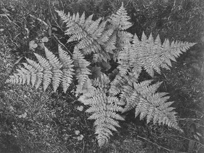 Of Ferns From Directly Above "In Glacier National Park" Montana. 1933-1942 - Wall Art Print, 16x12