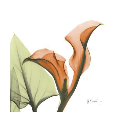 Orange Calla - Premium Giclee Print, 16x16