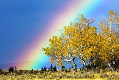 Rainbow over Aspens, Grand Teton National Park, Wyoming - Photographic Print, 12x8
