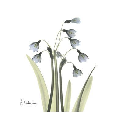 Sowdrop Portrait 2 - Premium Giclee Print, 16x16