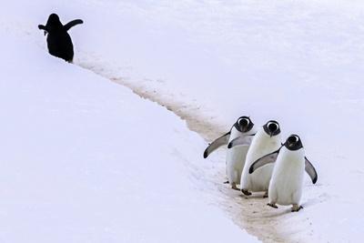 Taking a Wrong Turn - Photographic Print, 12x8