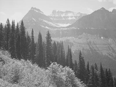 Trees And Bushes In Foreground Mountains In Bkgd "In Glacier National Park" Montana. 1933-1942 - Wall Art Print, 16x12