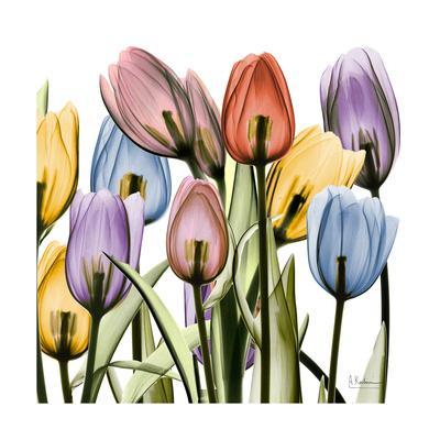 Tulipscape - Wall Art Print, 16x16