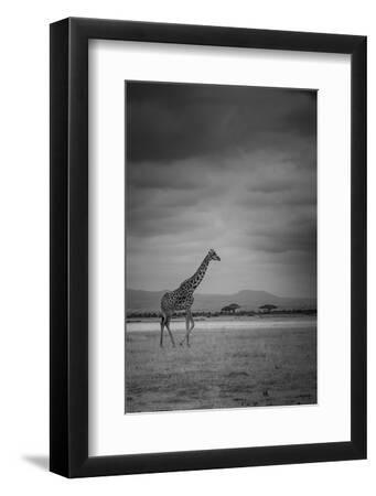 Amboseli Park,Kenya,Italy a Giraffe Shot in the Park Amboseli, Kenya, Shortly before a Thunderstorm - Black Framed Art Print Wall Art, 8x12 Amboseli Park,Kenya,Italy a Giraffe Shot in the Park Amboseli, Kenya, Shortly before a Thunderstorm - Black Framed Art Print Wall Art, 8x12