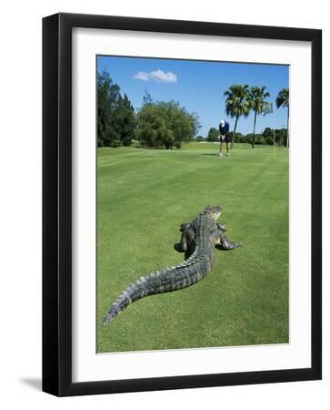 American Alligator on Golf Course - Black Framed Art Print Wall Art, 12x16 American Alligator on Golf Course - Black Framed Art Print Wall Art, 12x16