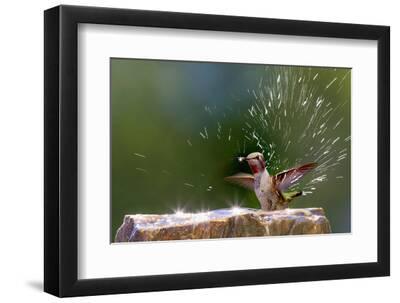 Anna's Hummingbird Taking a Shower, Santa Cruz, California, USA - Black Framed Art Print Wall Art, 12x8 Anna's Hummingbird Taking a Shower, Santa Cruz, California, USA - Black Framed Art Print Wall Art, 12x8