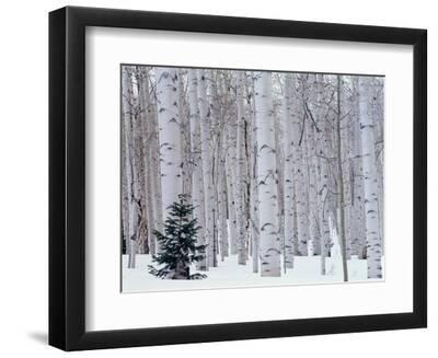 Aspen and Douglas Fir, Manti-Lasal National Forest, La Sal Mountains, Utah, USA - Black Framed Art Print Wall Art, 12x9 Aspen and Douglas Fir, Manti-Lasal National Forest, La Sal Mountains, Utah, USA - Black Framed Art Print Wall Art, 12x9