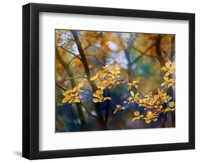 Autumn Leaves - Black Framed Art Print Wall Art, 12x9 Autumn Leaves - Black Framed Art Print Wall Art, 12x9