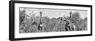 Awesome South Africa Collection Panoramic - Herd of Giraffes B&W - Black Framed Art Print Wall Art, 24x8