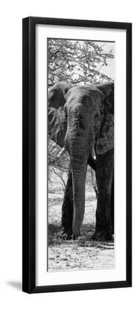 Awesome South Africa Collection Panoramic - Old African Elephant B&W - Black Framed Art Print Wall Art, 8x24