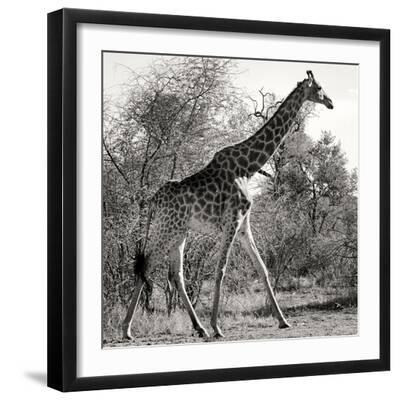 Awesome South Africa Collection Square - Giraffe Profile B&W - Black Framed Art Print Wall Art, 16x16