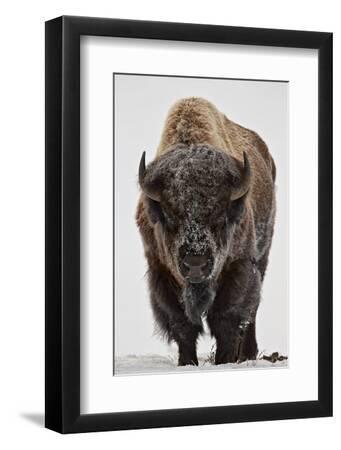 Bison (Bison Bison) Bull Covered with Frost in the Winter - Black Framed Art Print Wall Art, 8x12