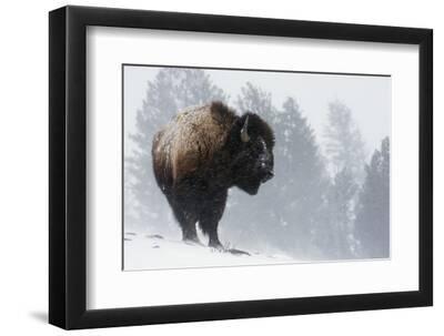 Bison Bull, Winter Storm - Black Framed Art Print Wall Art, 12x8