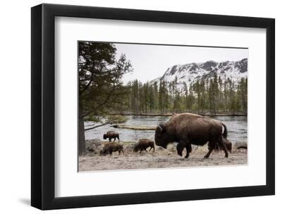 Bison, Yellowstone National Park, Wyoming - Black Framed Art Print Wall Art, 12x8