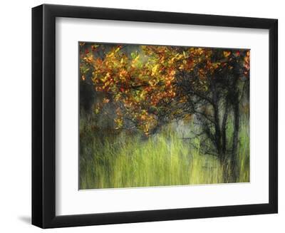 Bittersweet - Black Framed Art Print Wall Art, 12x9