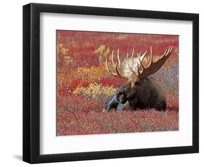 Bull Moose in Denali National Park, Alaska, USA - Black Framed Art Print Wall Art, 12x9