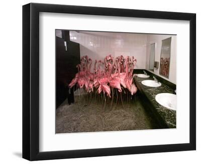 Caribbean Flamingos from Miami's Metrozoo Crowd into the Men's Bathroom - Black Framed Art Print Wall Art, 12x9