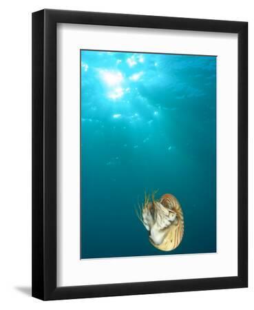 Chambered Nautilus Swimming Near Gnemelis Dropoff, Palau, Micronesia - Black Framed Art Print Wall Art, 9x12