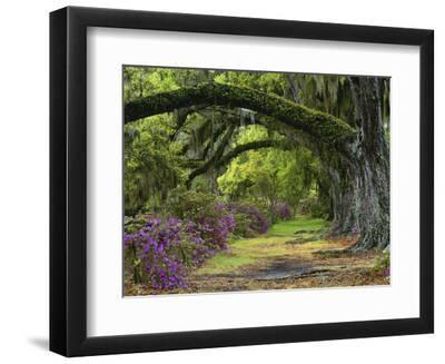 Coast Live Oaks and Azaleas Blossom, Magnolia Plantation, Charleston, South Carolina, USA - Black Framed Art Print Wall Art, 12x9