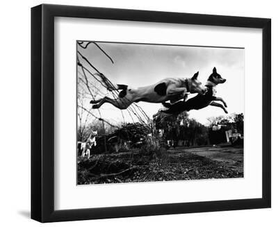 Dogs Leaping Over Wire Fence - Black Framed Art Print Wall Art, 12x9
