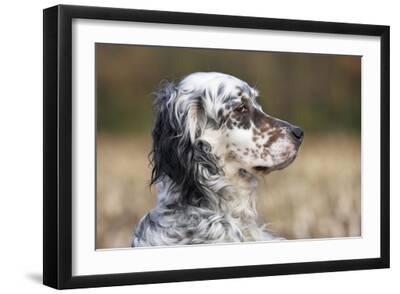 English Setter on Field - Black Framed Art Print Wall Art, 18x12