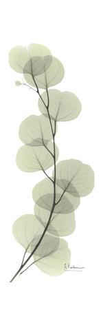 Eucalyptus Branch Up - Premium Giclee Print, 12x36