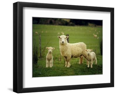 Ewe and Twin Lambs on Sheep Farm, Marlborough, South Island, New Zealand - Black Framed Art Print Wall Art, 12x9