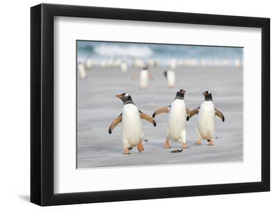 Gentoo Penguin Walking to their Rookery, Falkland Islands - Black Framed Art Print Wall Art, 12x8