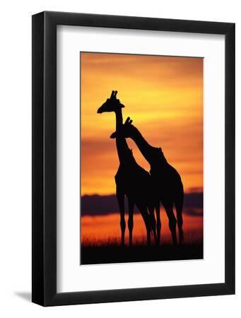 Giraffes Silhouettes at Sunset - Black Framed Art Print Wall Art, 8x12