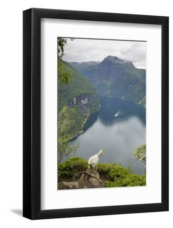 Goats Overlooking Geirangerfjorden, Near Geiranger, UNESCO Site, More Og Romsdal, Norway - Black Framed Art Print Wall Art, 8x12