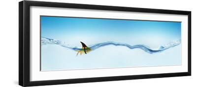 Goldfish Wearing Shark Fin - Black Framed Art Print Wall Art, 24x8