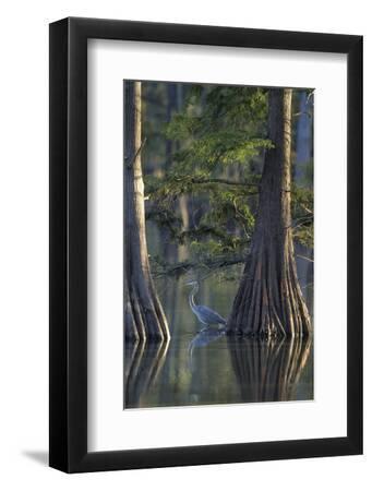 Great Blue Heron Fishing Near Cypress Trees, Horseshoe Lake State Park, Illinois - Black Framed Art Print Wall Art, 8x12