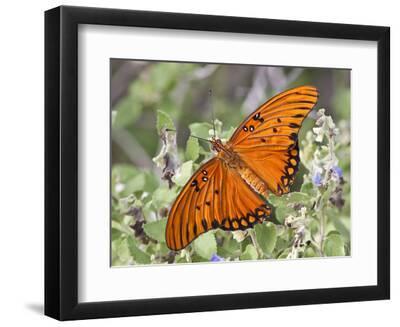 Gulf Fritillary, Texas, USA - Black Framed Art Print Wall Art, 12x9