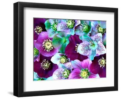 Heliborus Pattern of Winter Blooming Flower, Sammamish, Washington, USA - Black Framed Art Print Wall Art, 12x9