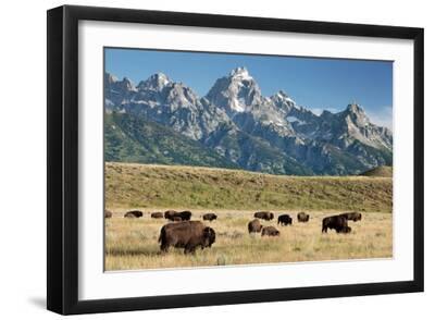 Herd of American Bison - Black Framed Art Print Wall Art, 18x12