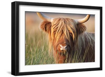 Highland Cattle Chewing on Grass - Black Framed Art Print Wall Art, 18x12