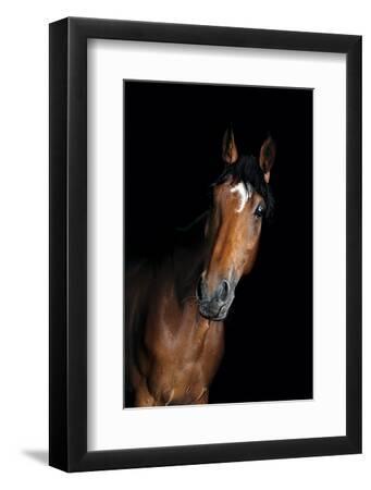 Horse - Black Framed Art Print Wall Art, 8x12