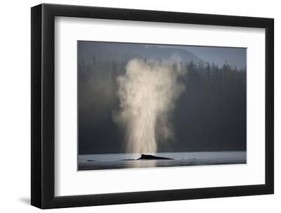 Humpback Whale Spouting in Frederick Sound at Dawn - Black Framed Art Print Wall Art, 12x8