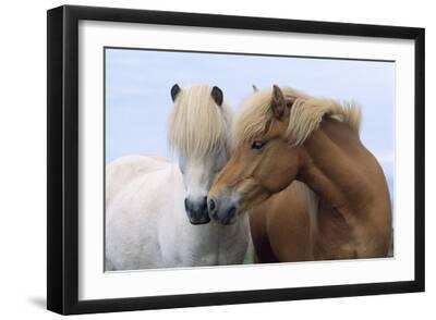 Icelandic Horse Two Smelling Each Other in Communication - Black Framed Art Print Wall Art, 18x12