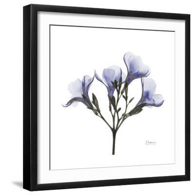 Lilac Oleander - Black Framed Art Print Wall Art, 16x16 Lilac Oleander - Black Framed Art Print Wall Art, 16x16